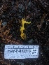  ( - HAY-F-002318)  @11 [ ] by-nc (2023) Dean Lyons Fungal Diversity Survey