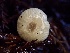  ( - HAY-F-002357)  @11 [ ] by-nc (2023) Dean Lyons Fungal Diversity Survey