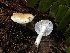  (Hygrophorus sp. CA06 - HAY-F-002353)  @11 [ ] by-nc (2023) Dean Lyons Fungal Diversity Survey