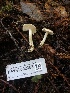  ( - HAY-F-002353)  @11 [ ] by-nc (2023) Dean Lyons Fungal Diversity Survey