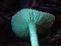  ( - HAY-F-002352)  @11 [ ] by-nc (2023) Dean Lyons Fungal Diversity Survey