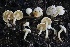  ( - HAY-F-008353)  @11 [ ] by-nc (2023) Taye Bright Fungal Diversity Survey