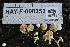  ( - HAY-F-008353)  @11 [ ] by-nc (2023) Taye Bright Fungal Diversity Survey