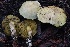  ( - HAY-F-008351)  @11 [ ] by-nc (2023) Taye Bright Fungal Diversity Survey