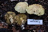  ( - HAY-F-008351)  @11 [ ] by-nc (2023) Taye Bright Fungal Diversity Survey
