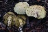  ( - HAY-F-008351)  @11 [ ] by-nc (2023) Taye Bright Fungal Diversity Survey
