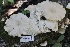  ( - HAY-F-008350)  @11 [ ] by-nc (2023) Taye Bright Fungal Diversity Survey