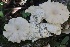  ( - HAY-F-008350)  @11 [ ] by-nc (2023) Taye Bright Fungal Diversity Survey