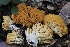  ( - HAY-F-008349)  @11 [ ] by-nc (2023) Taye Bright Fungal Diversity Survey