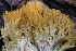  ( - HAY-F-008349)  @11 [ ] by-nc (2023) Taye Bright Fungal Diversity Survey