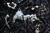  ( - HAY-F-008345)  @11 [ ] by-nc (2023) Taye Bright Fungal Diversity Survey