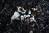  ( - HAY-F-008345)  @11 [ ] by-nc (2023) Taye Bright Fungal Diversity Survey