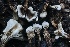  (Phellodon sp. tomentosus-PNW01 - HAY-F-008345)  @11 [ ] by-nc (2023) Taye Bright Fungal Diversity Survey