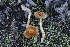  ( - HAY-F-008359)  @11 [ ] by-nc (2023) Taye Bright Fungal Diversity Survey