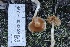  ( - HAY-F-008359)  @11 [ ] by-nc (2023) Taye Bright Fungal Diversity Survey
