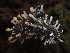  (Bionectriaaceae - HAY-F-002327)  @11 [ ] by-nc (2023) Dean Lyons Fungal Diversity Survey
