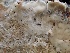  ( - HAY-F-002351)  @11 [ ] by-nc (2023) Dean Lyons Fungal Diversity Survey