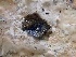  ( - HAY-F-002351)  @11 [ ] by-nc (2023) Dean Lyons Fungal Diversity Survey