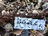  ( - HAY-F-002334)  @11 [ ] by-nc (2023) Dean Lyons Fungal Diversity Survey