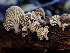  (Lentinellus - HAY-F-002334)  @11 [ ] by-nc (2023) Dean Lyons Fungal Diversity Survey