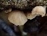  ( - HAY-F-002334)  @11 [ ] by-nc (2023) Dean Lyons Fungal Diversity Survey