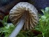  ( - HAY-F-002335)  @11 [ ] by-nc (2023) Dean Lyons Fungal Diversity Survey