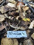  ( - HAY-F-002336)  @11 [ ] by-nc (2023) Dean Lyons Fungal Diversity Survey