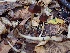  ( - HAY-F-002336)  @11 [ ] by-nc (2023) Dean Lyons Fungal Diversity Survey