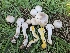  ( - HAY-F-006757)  @11 [ ] by (2023) Mandy Hackney Fungal Diversity Survey