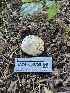  ( - HAY-F-006759)  @11 [ ] by (2023) Mandy Hackney Fungal Diversity Survey