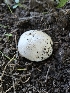  ( - HAY-F-006759)  @11 [ ] by (2023) Mandy Hackney Fungal Diversity Survey