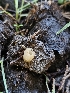  ( - HAY-F-006761)  @11 [ ] by (2023) Mandy Hackney Fungal Diversity Survey