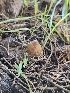  ( - HAY-F-006762)  @11 [ ] by (2023) Mandy Hackney Fungal Diversity Survey
