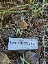  ( - HAY-F-006762)  @11 [ ] by (2023) Mandy Hackney Fungal Diversity Survey