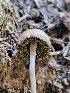  ( - HAY-F-006762)  @11 [ ] by (2023) Mandy Hackney Fungal Diversity Survey