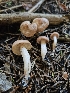  ( - HAY-F-006763)  @11 [ ] by (2023) Mandy Hackney Fungal Diversity Survey