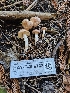  ( - HAY-F-006763)  @11 [ ] by (2023) Mandy Hackney Fungal Diversity Survey