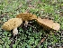  ( - HAY-F-006765)  @11 [ ] by (2023) Mandy Hackney Fungal Diversity Survey