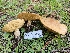  ( - HAY-F-006765)  @11 [ ] by (2023) Mandy Hackney Fungal Diversity Survey