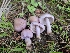  ( - HAY-F-006749)  @11 [ ] by (2023) Mandy Hackney Fungal Diversity Survey