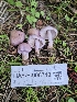  ( - HAY-F-006749)  @11 [ ] by (2023) Mandy Hackney Fungal Diversity Survey
