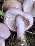  ( - HAY-F-006749)  @11 [ ] by (2023) Mandy Hackney Fungal Diversity Survey