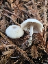  ( - HAY-F-006752)  @11 [ ] by (2023) Mandy Hackney Fungal Diversity Survey