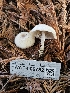  ( - HAY-F-006752)  @11 [ ] by (2023) Mandy Hackney Fungal Diversity Survey