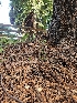  ( - HAY-F-006752)  @11 [ ] by (2023) Mandy Hackney Fungal Diversity Survey