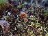  ( - HAY-F-008315)  @11 [ ] by-nc (2023) Sadie Hickey Fungal Diversity Survey