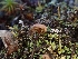  ( - HAY-F-008315)  @11 [ ] by-nc (2023) Sadie Hickey Fungal Diversity Survey