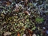  ( - HAY-F-008315)  @11 [ ] by-nc (2023) Sadie Hickey Fungal Diversity Survey