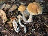  ( - HAY-F-007653)  @11 [ ] by-nc (2023) Damon Tighe Fungal Diversity Survey
