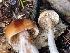  ( - HAY-F-007653)  @11 [ ] by-nc (2023) Damon Tighe Fungal Diversity Survey
